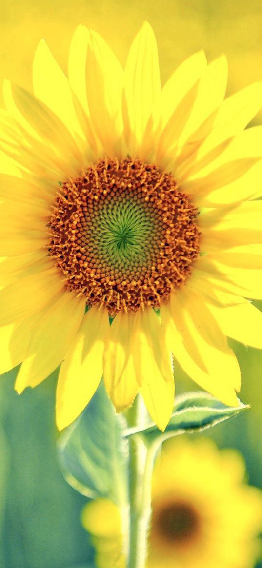 sunflower, plant, sunny, summer