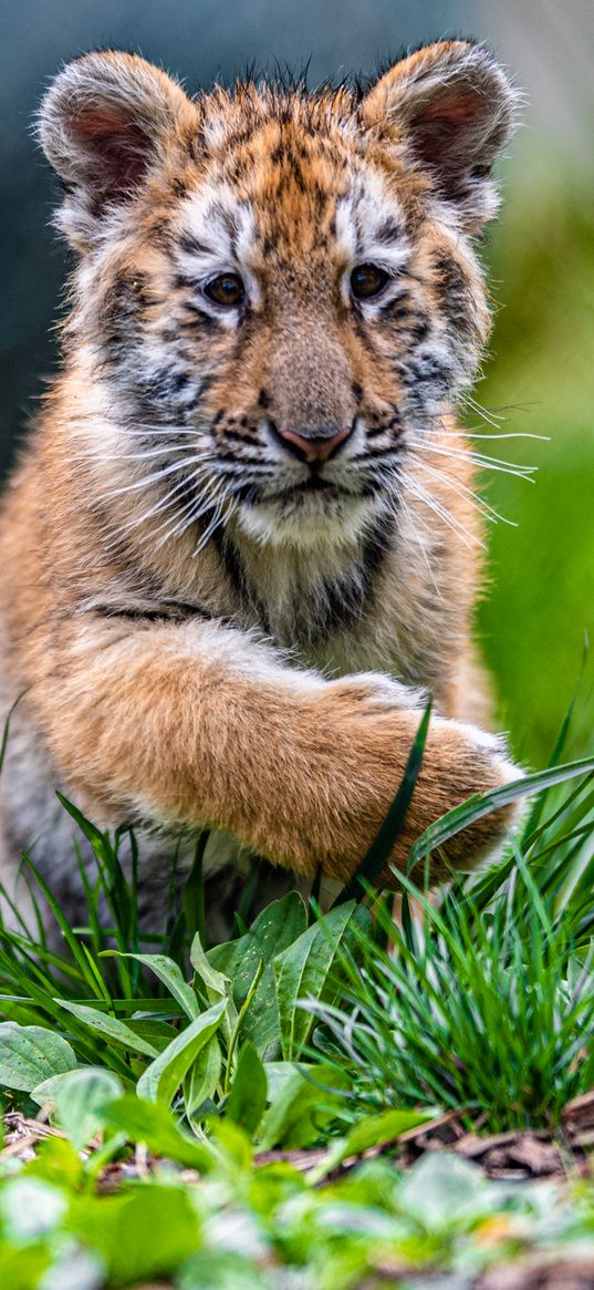 tiger cub, tiger, animal, cute, grass, wildlife