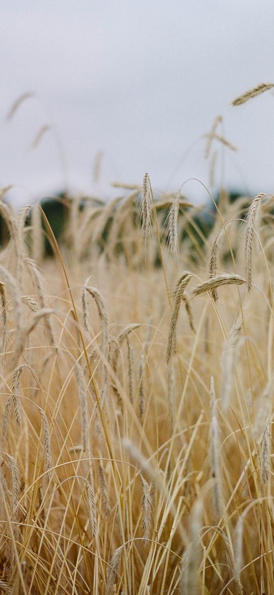 field, ears, cornfield, dry