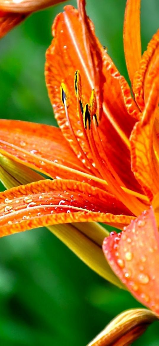 lily, flower, drops, green, close-up