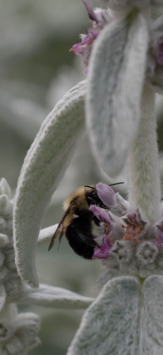 bumblebee, insect, flowers, macro