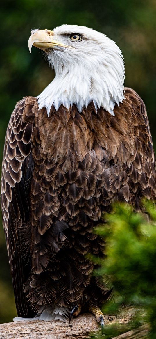 bald eagle, eagle, bird, brown, predator, wildlife