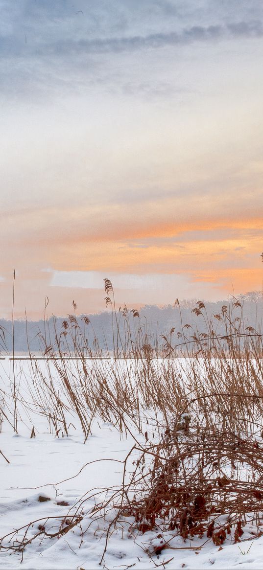 lake, reeds, snow, winter, nature, light