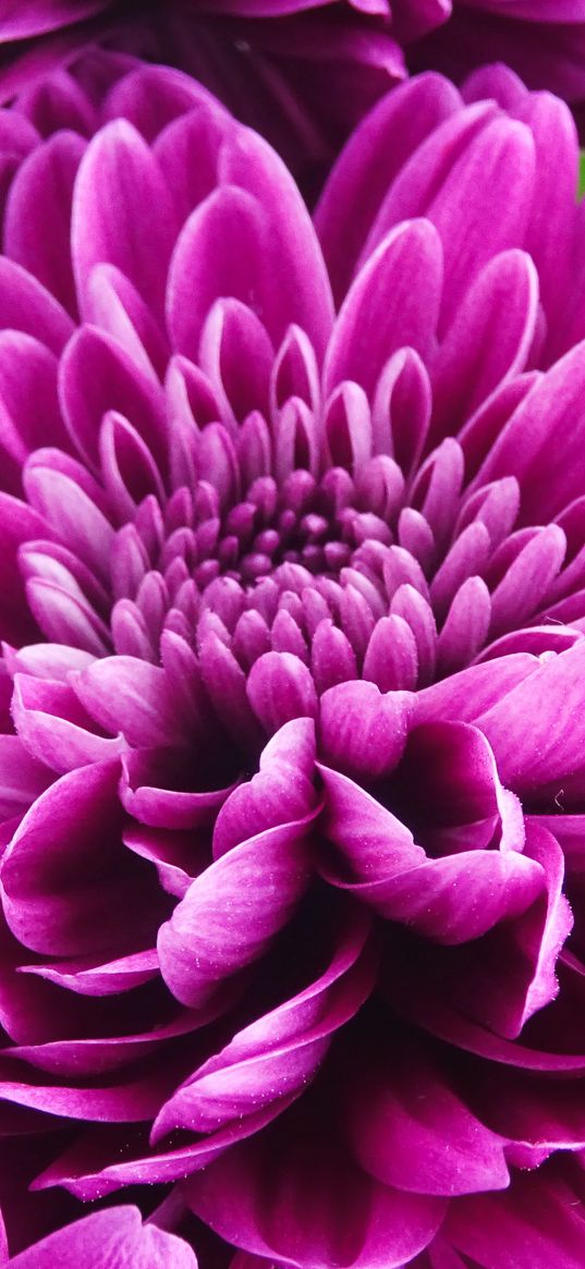 chrysanthemum, flower, petals, pink, macro