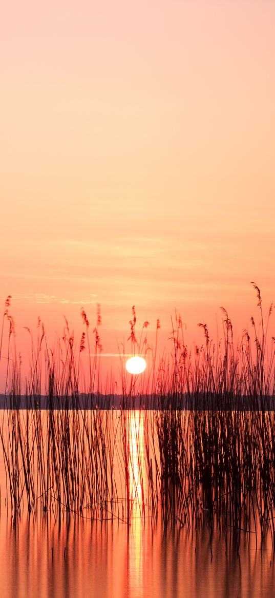 sun, sunset, reeds, lake, horizon