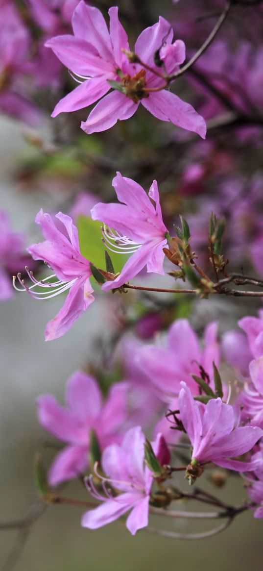 azalea, flowers, branches, purple, bloom, spring