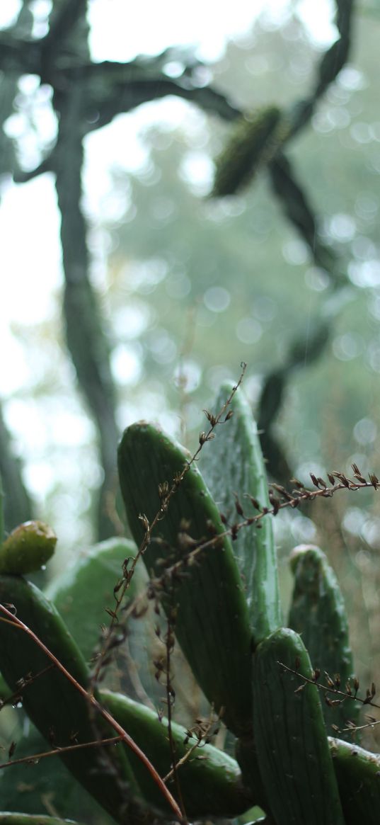 cactus, plant, green, tropical