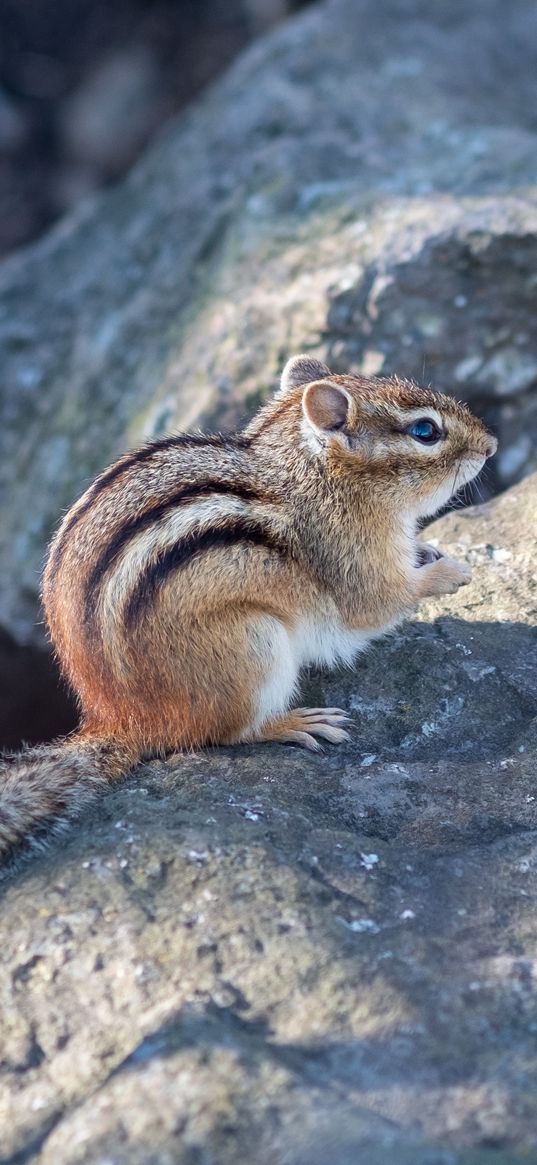 chipmunk, animal, wildlife