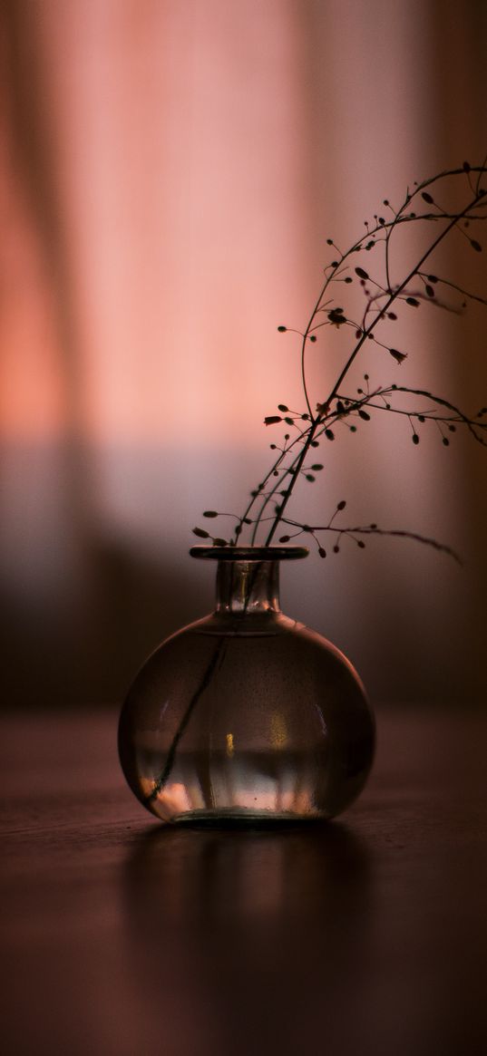 flask, branch, plant, decor, dark