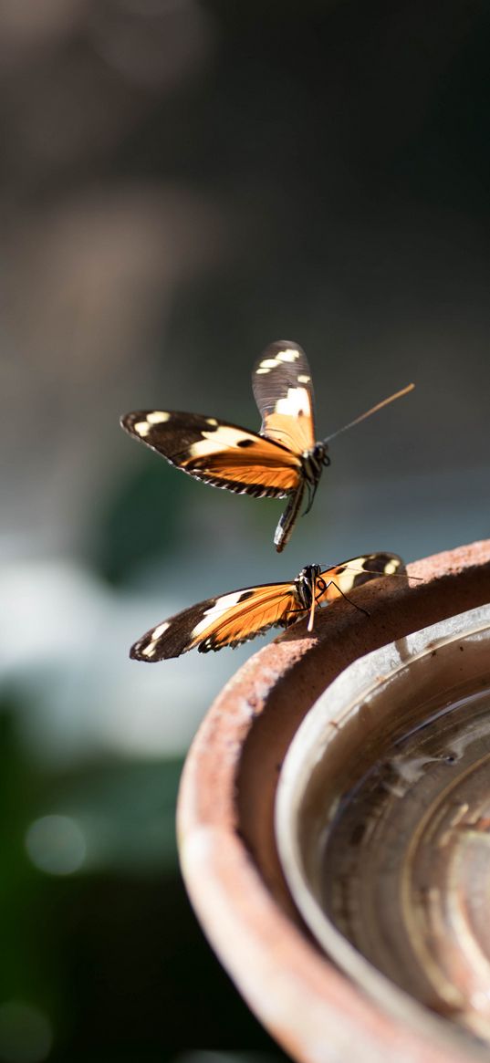 butterflies, insects, macro