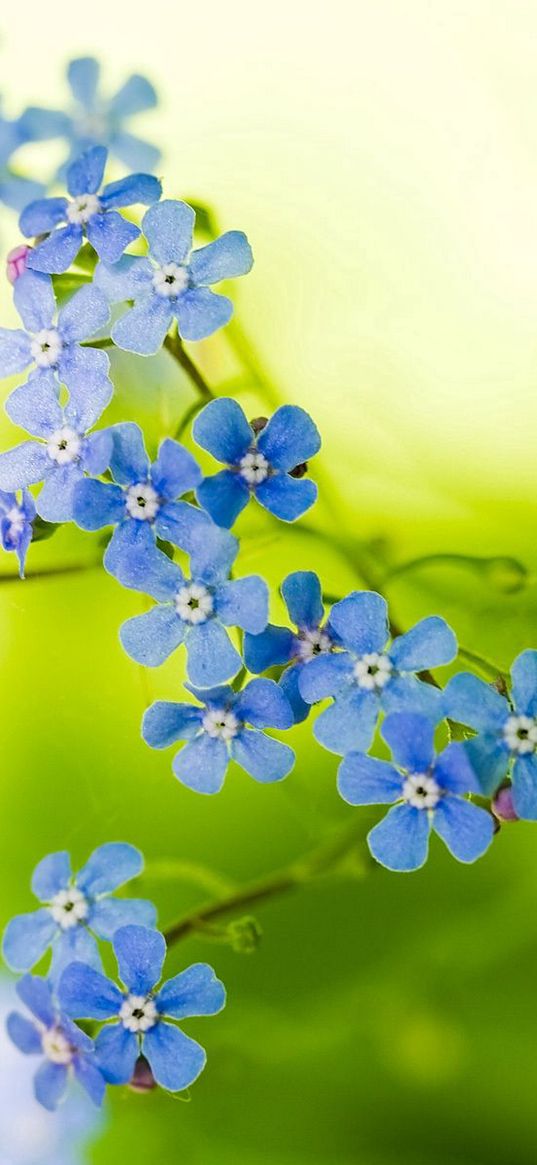 flowers, small, stems, greenery, blurring