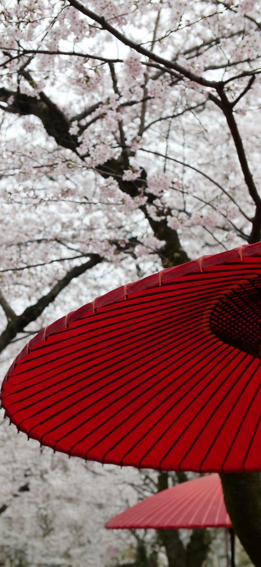 umbrellas, sakura, flowers, bloom, japan