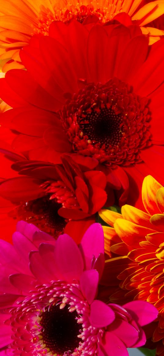 gerbera, flowers, petals, colorful, bright