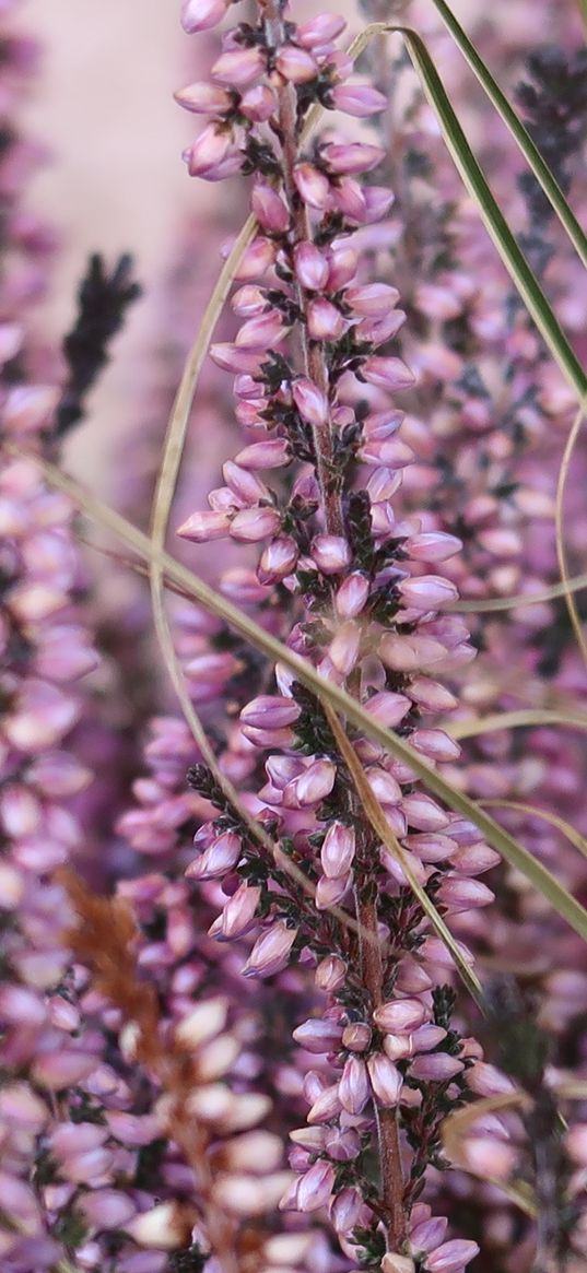 heather, flowers, plants, macro