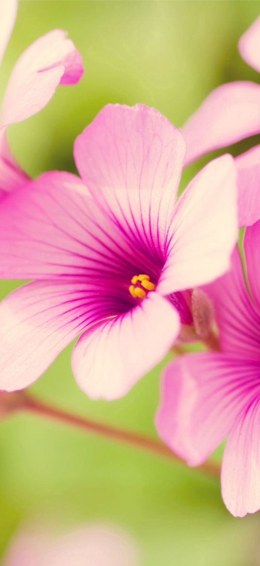 flowers, stamens, green, close-up