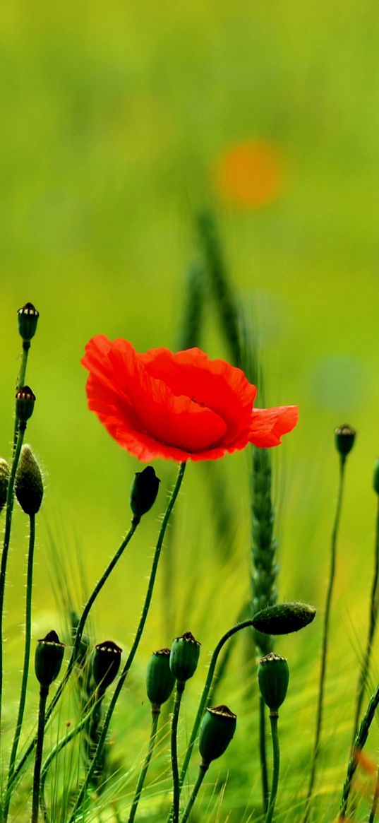 poppy, buds, boxes, fields, green