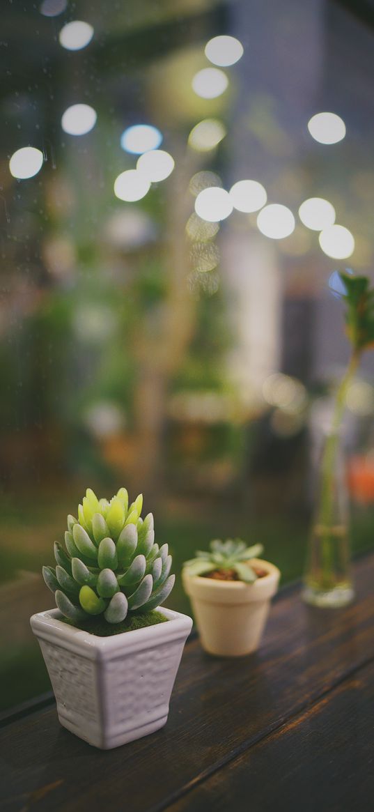 succulent, plant, pot, glass, macro