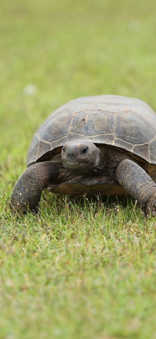 turtle, shell, grass, greenery