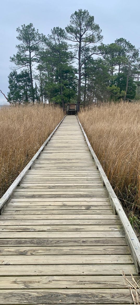 bridge, swamp, grass, trees, nature