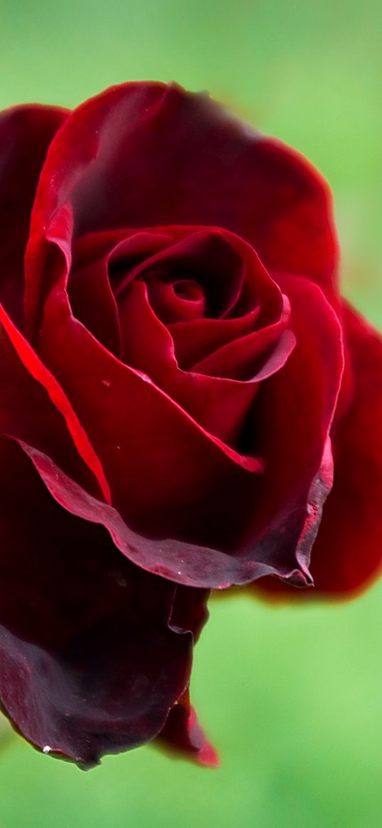 rose, bud, green, close-up