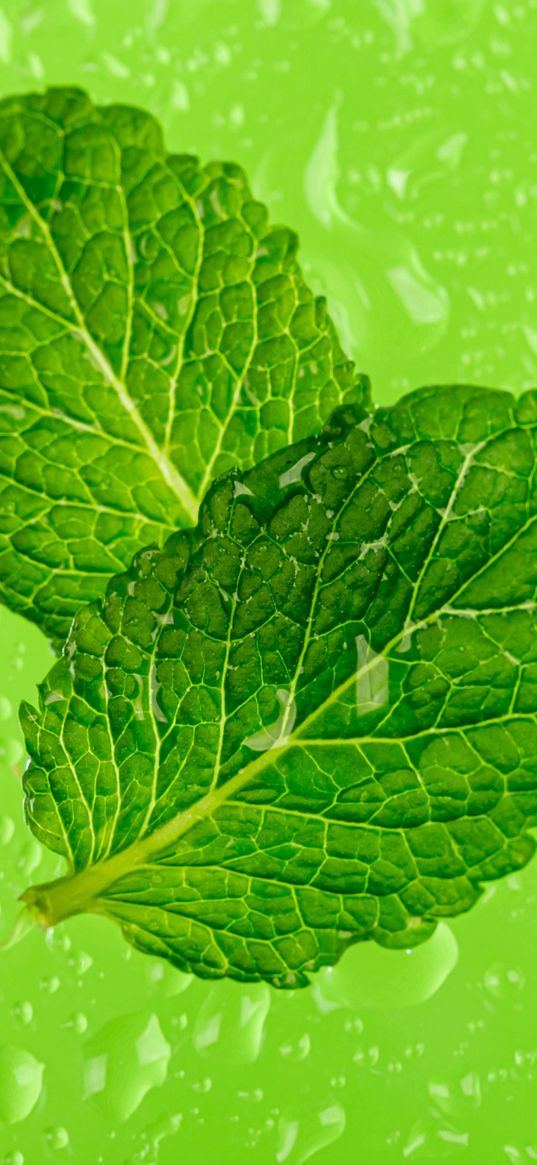 mint, leaves, drops, macro, wet, green