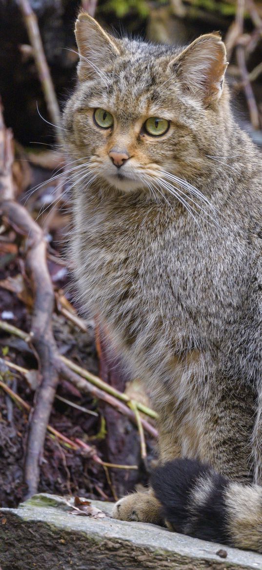 wild cat, cat, animal, wildlife