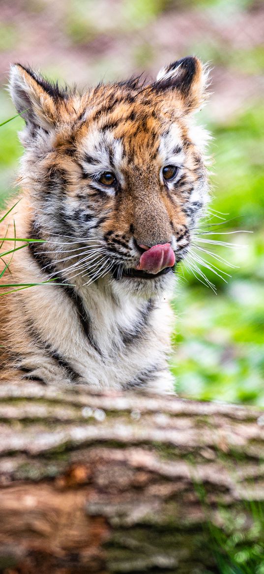 tiger, tiger cub, protruding tongue, funny, cute