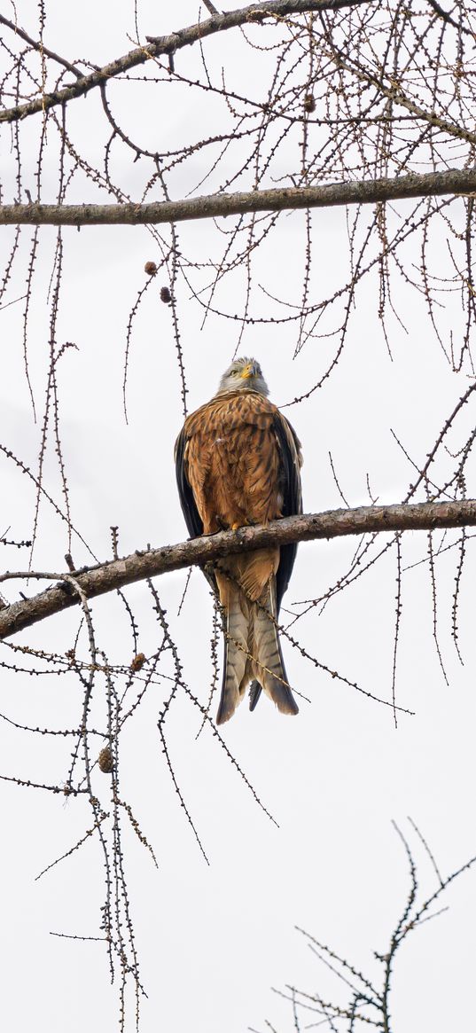 kite, bird, tree, branches, wildlife