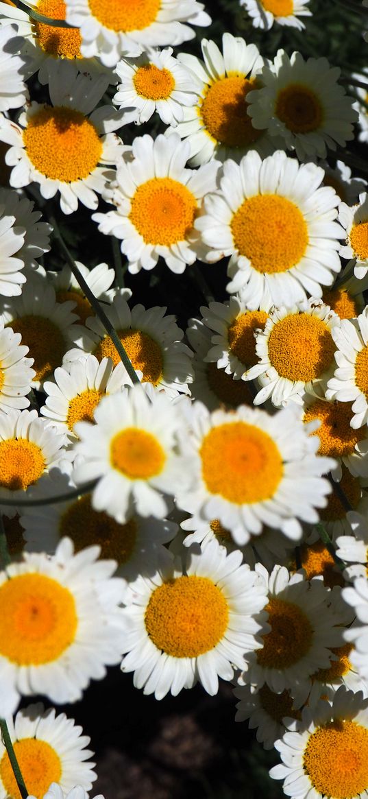 chamomile, flowers, white, bloom, summer