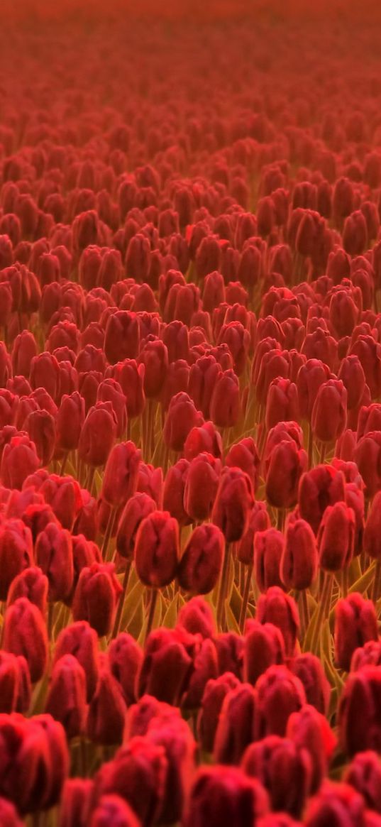 tulips, flowers, plantation, spring