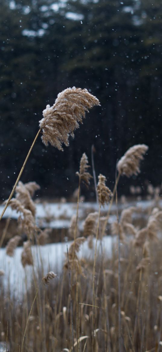 reeds, stems, snow, lake, nature