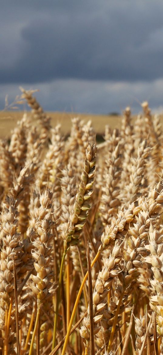 field, wheat, ears, cornfield, summer