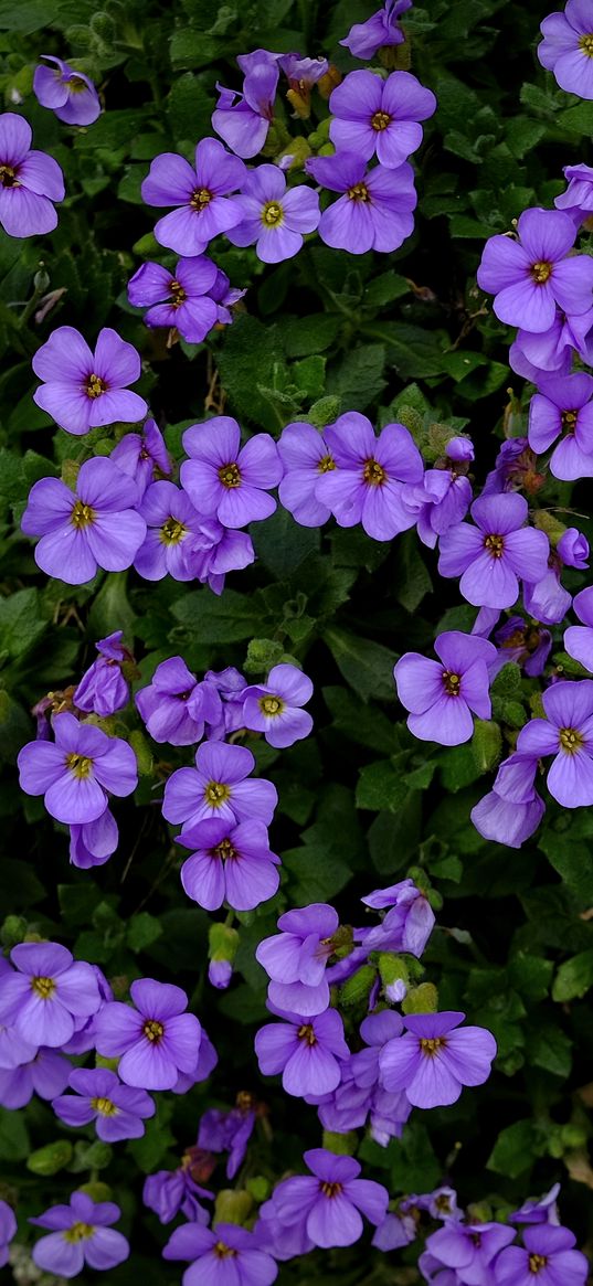 aubrieta, flowers, purple, bloom