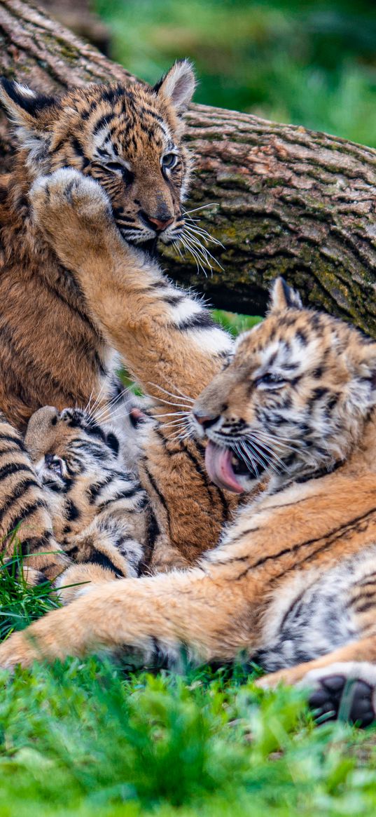 cubs, tigers, play, cute, funny, animals