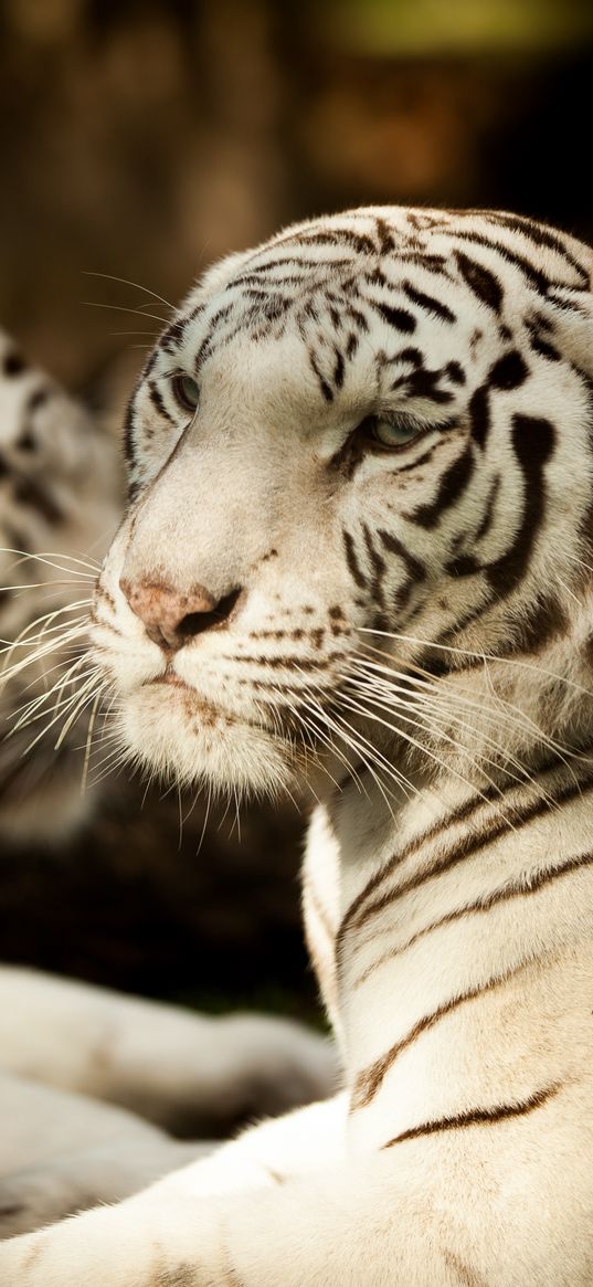 bengal tiger, tiger, predator, glance, animal