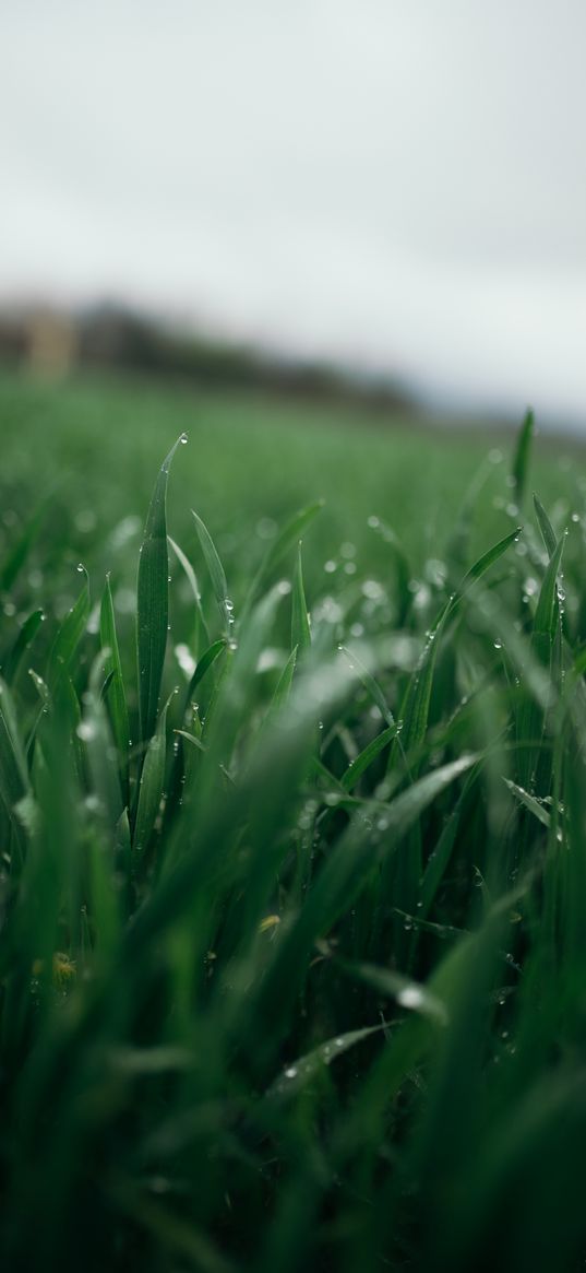 grass, greens, drops, dew, macro