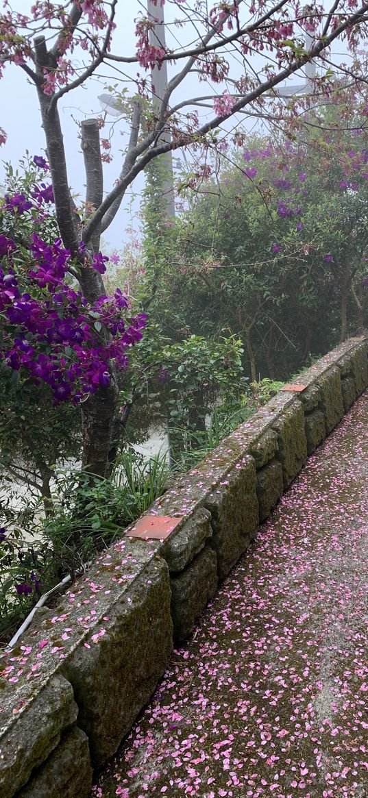 trees, flowers, petals, road, aesthetics