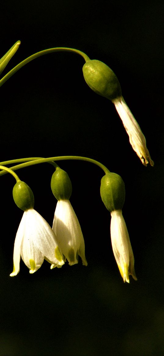 snowdrops, flowers, spring, black