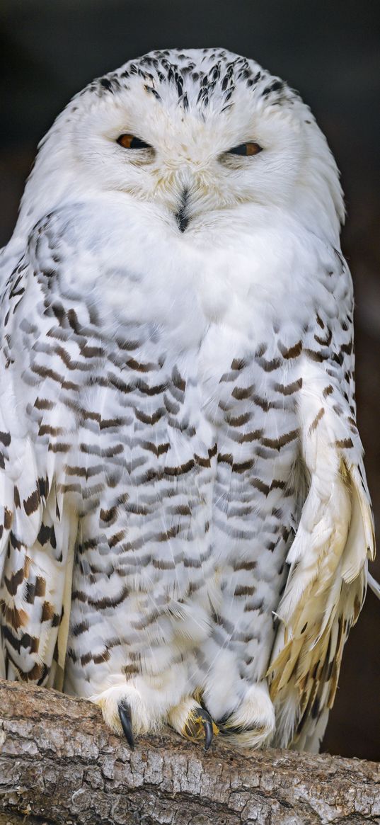 snowy owl, owl, bird, white