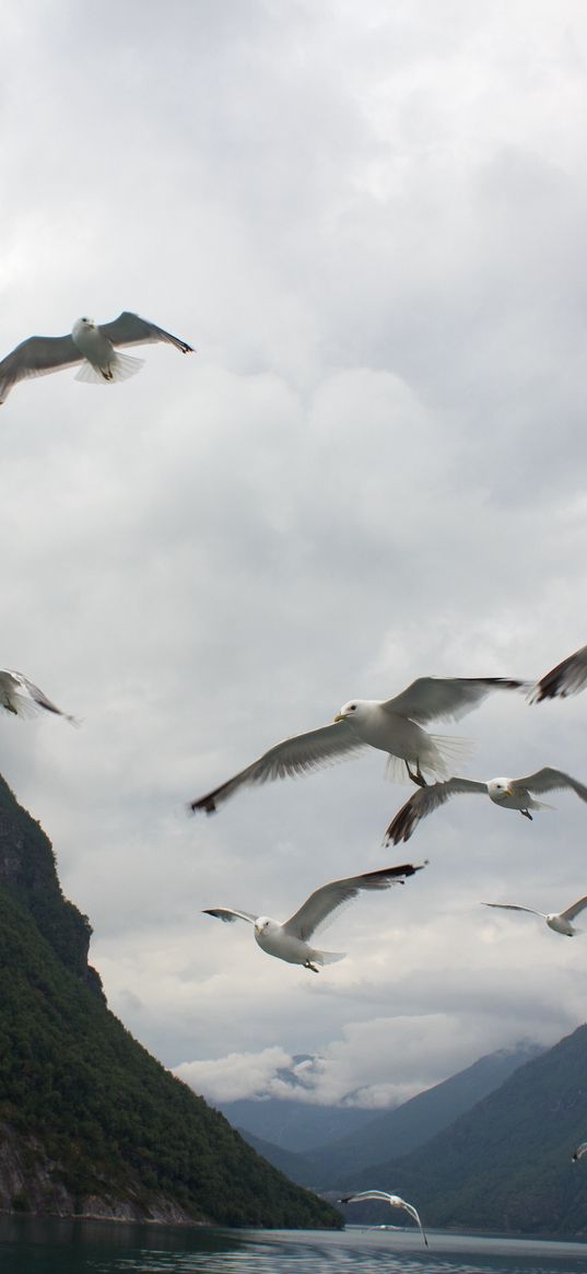 seagulls, birds, sea, fjord, norway