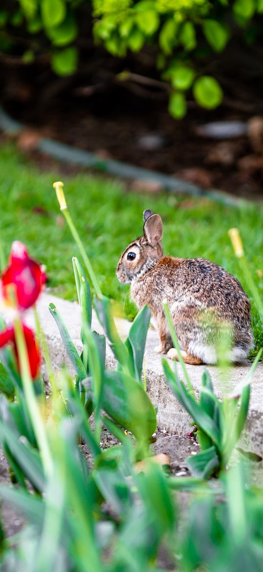 rabbit, animal, flower bed, tulips, flowers