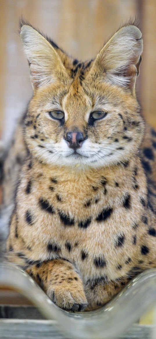 serval, glance, predator, animal, big cat