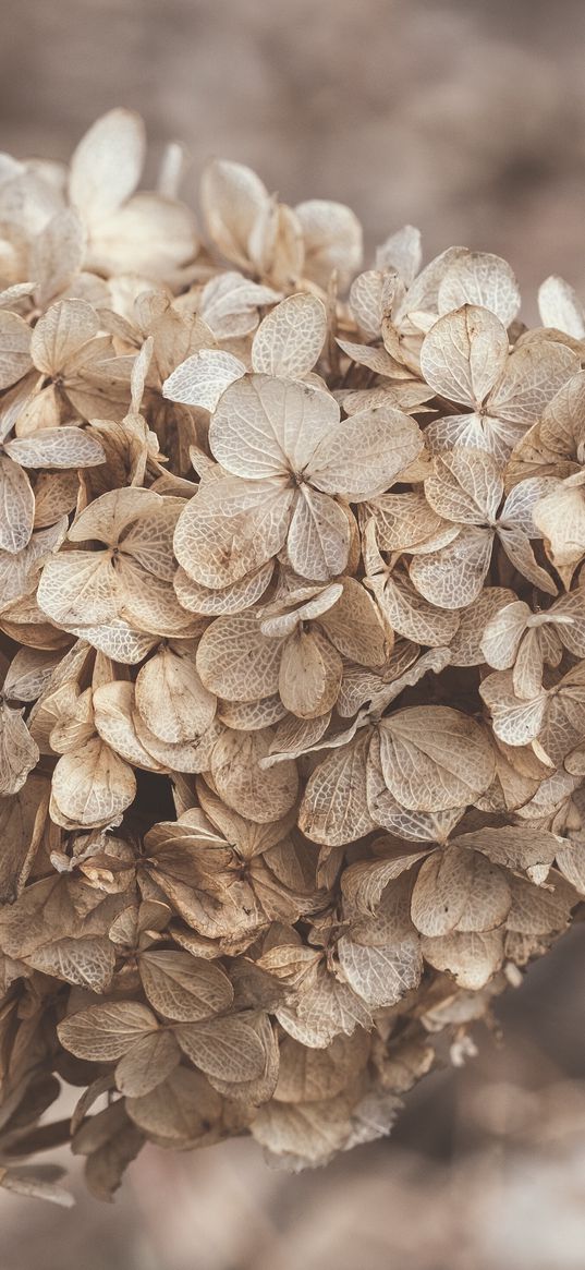 hydrangea, flowers, inflorescence, dry, brown