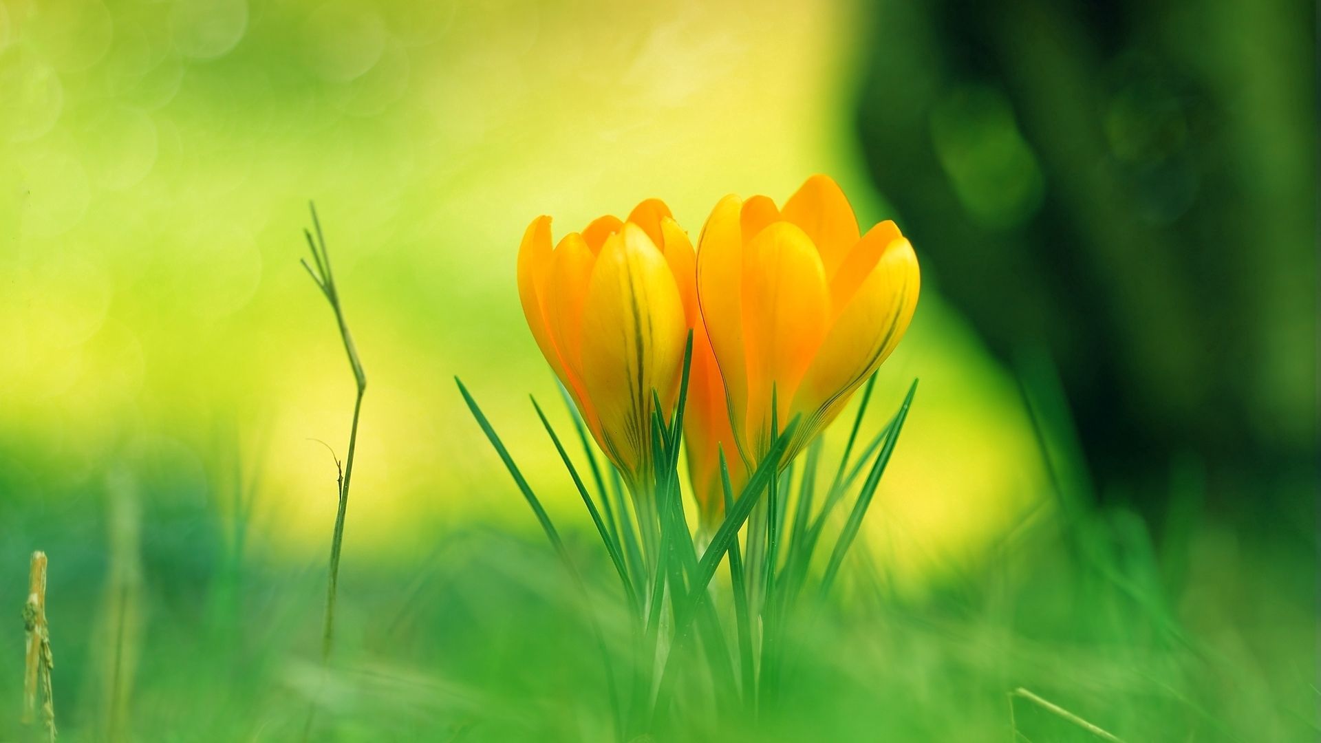 crocuses, grass, blurring, summer