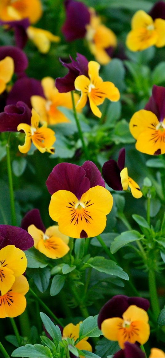 pansies, flowers, field, greens