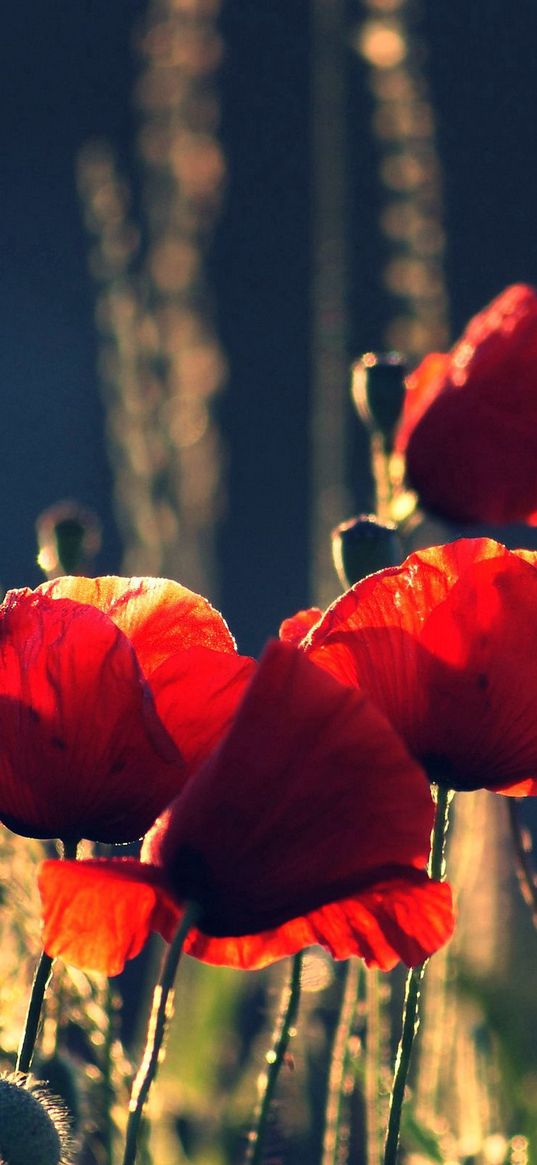 poppies, boxes, night, summer