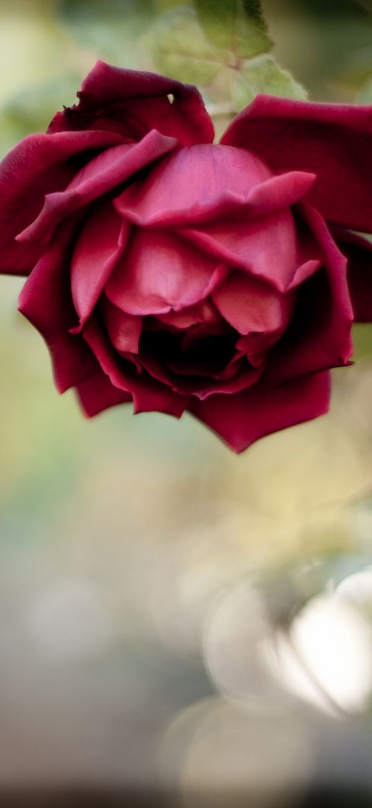 rose, bud, red, blur