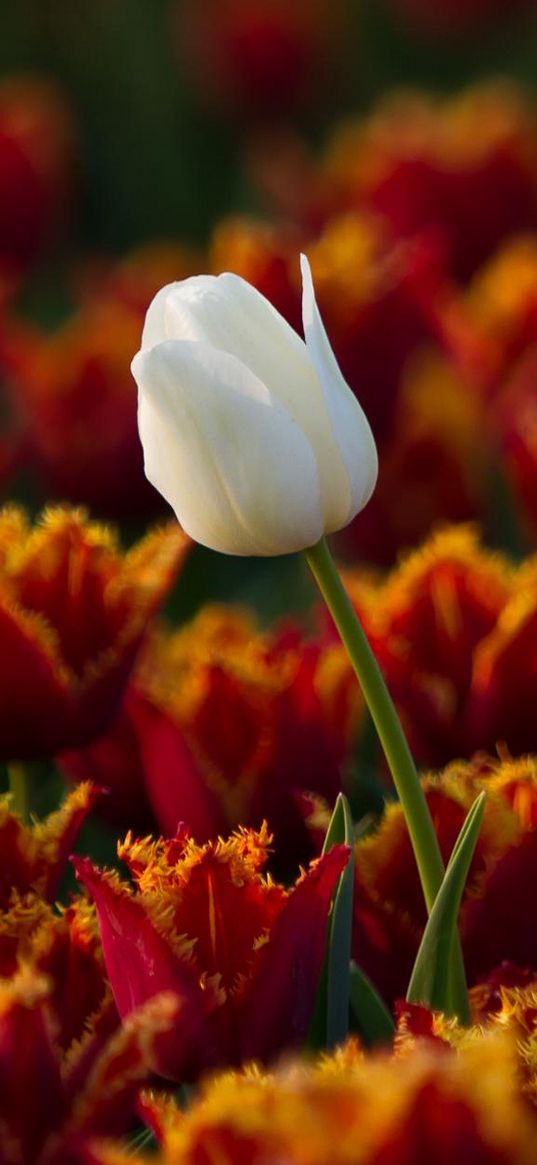 tulips, flowers, white, one