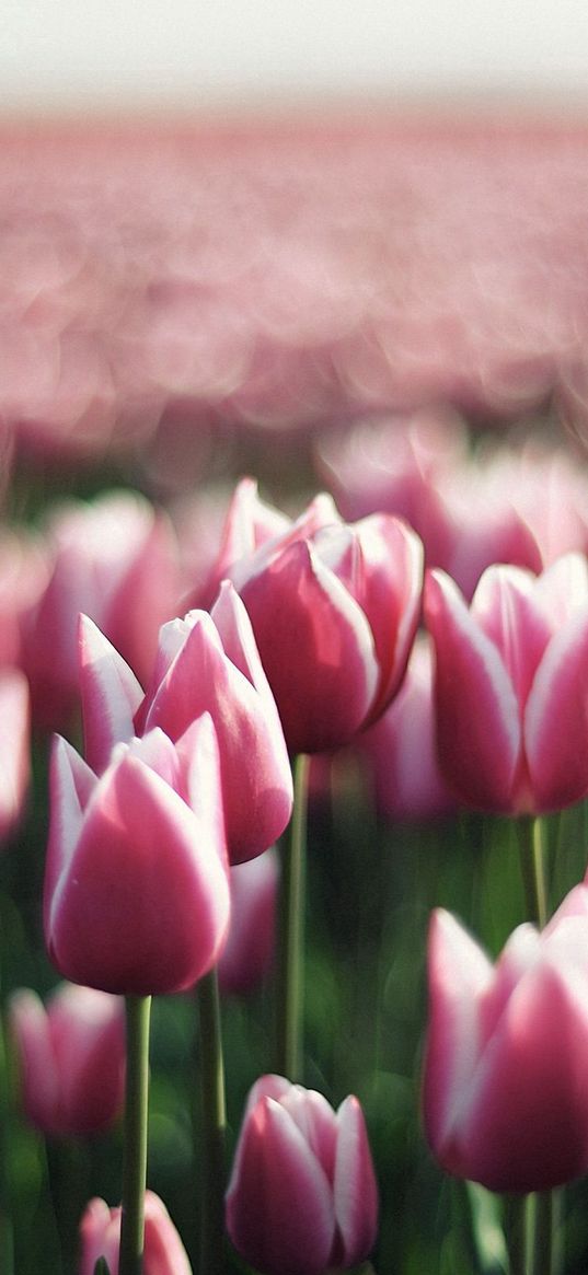 tulips, flowers, plantation, greenery