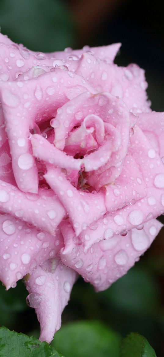 rose, flower, bud, drops, mildew, leaf